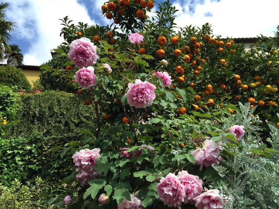 Residenza Buggiano Antica B&B - Charme Apartment In Tuscany Borgo a Buggiano Exterior foto